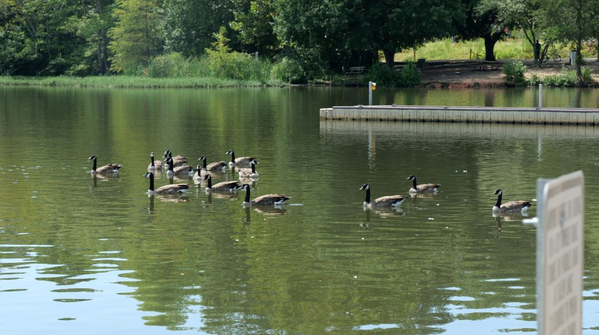 Conozca Salem Lake Park el parque más grande de Winston Salem Qué Pasa