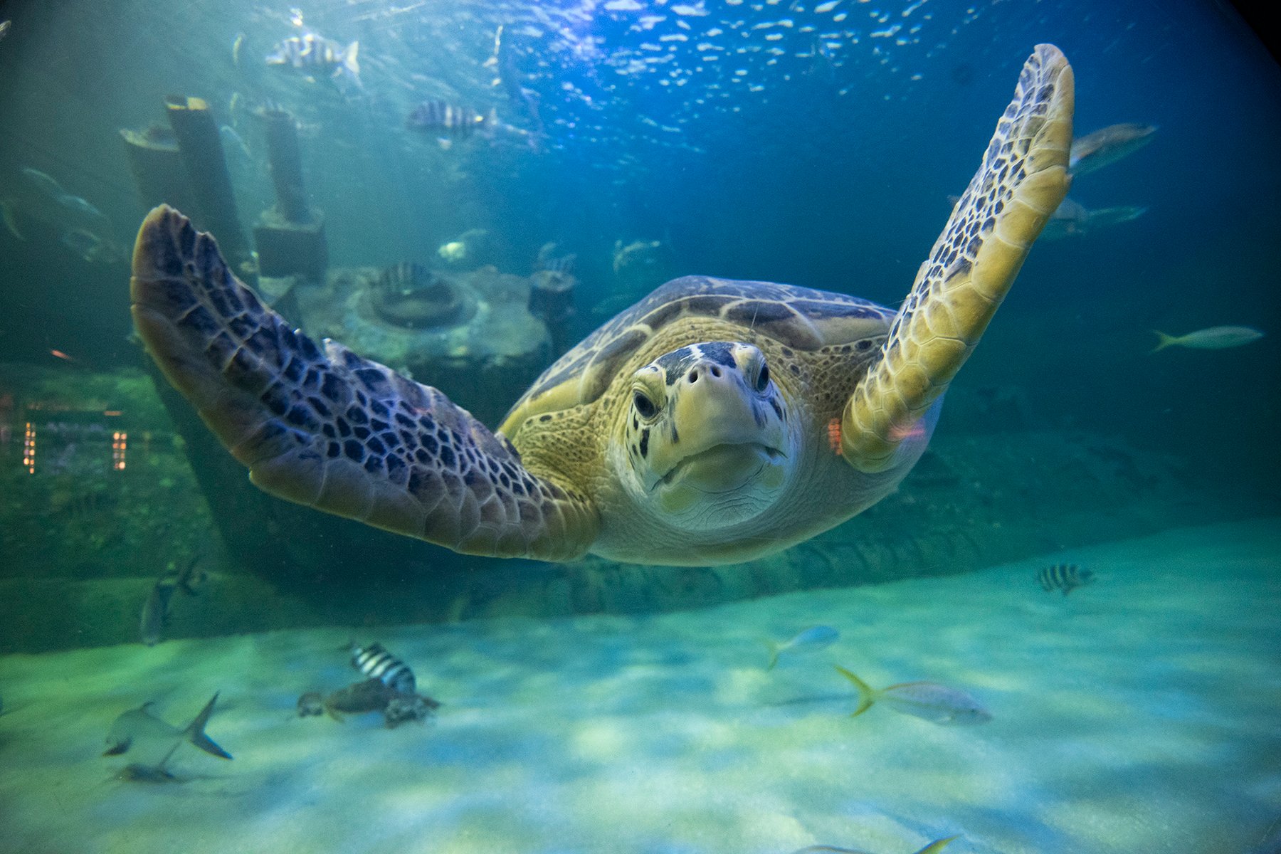 Acuarios de NC salvaron a tortugas de morir congeladas en el mar Qué Pasa