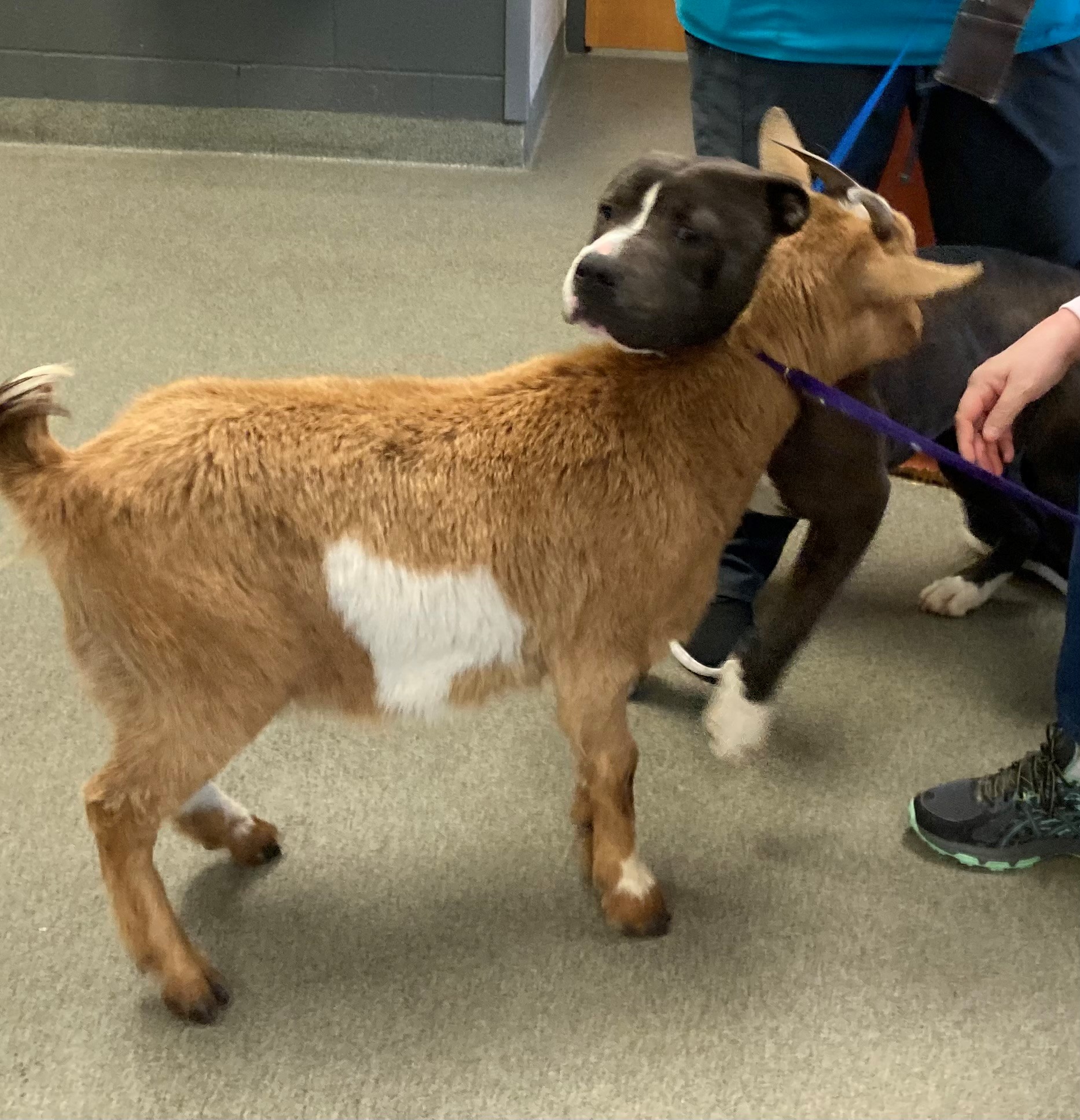 La nueva vida de los mejores amigos Cinnamon la cabra y Félix el perro