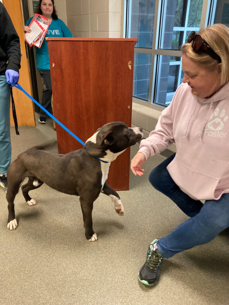 La nueva vida de los mejores amigos Cinnamon la cabra y Félix el perro