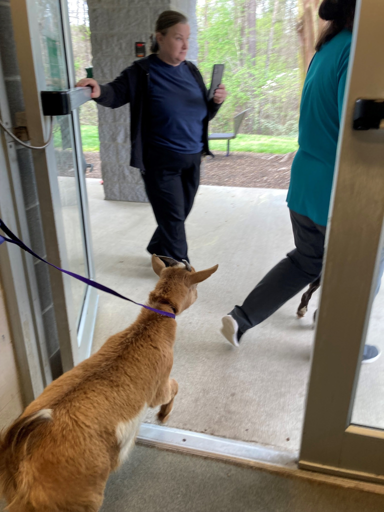 La nueva vida de los mejores amigos Cinnamon la cabra y Félix el perro