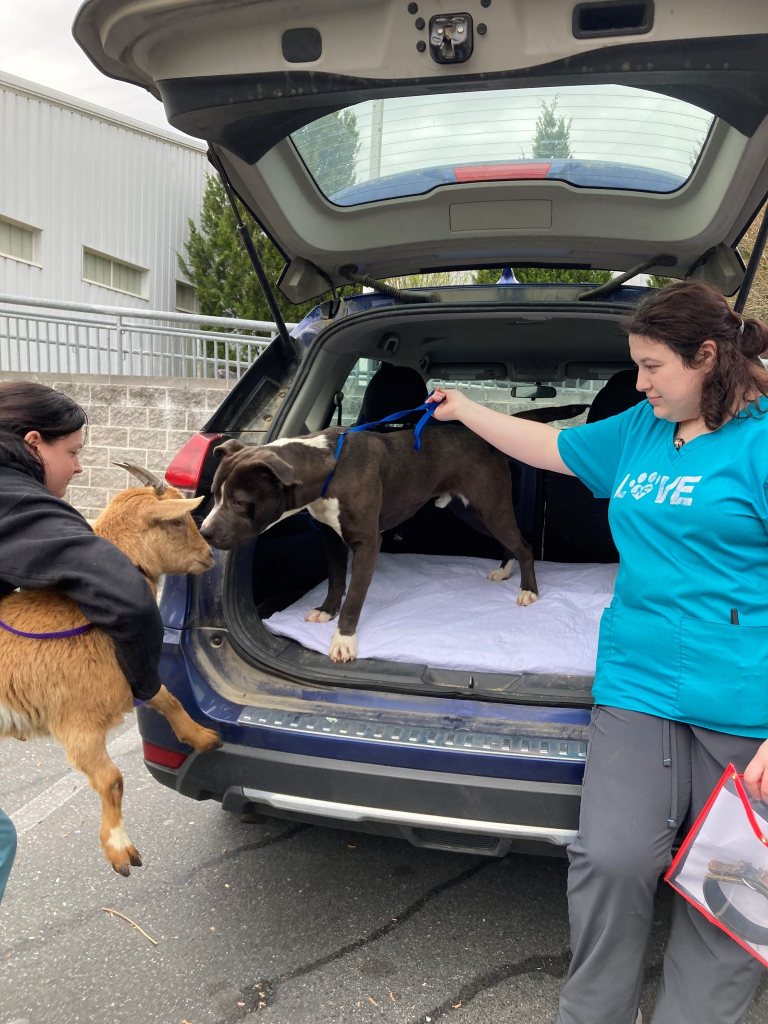 La nueva vida de los mejores amigos Cinnamon la cabra y Félix el perro