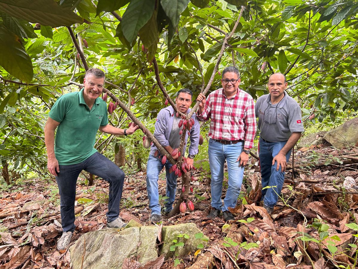 Ceo Halba Un proyecto apoyará a productores de cacao de Honduras para exportar ...