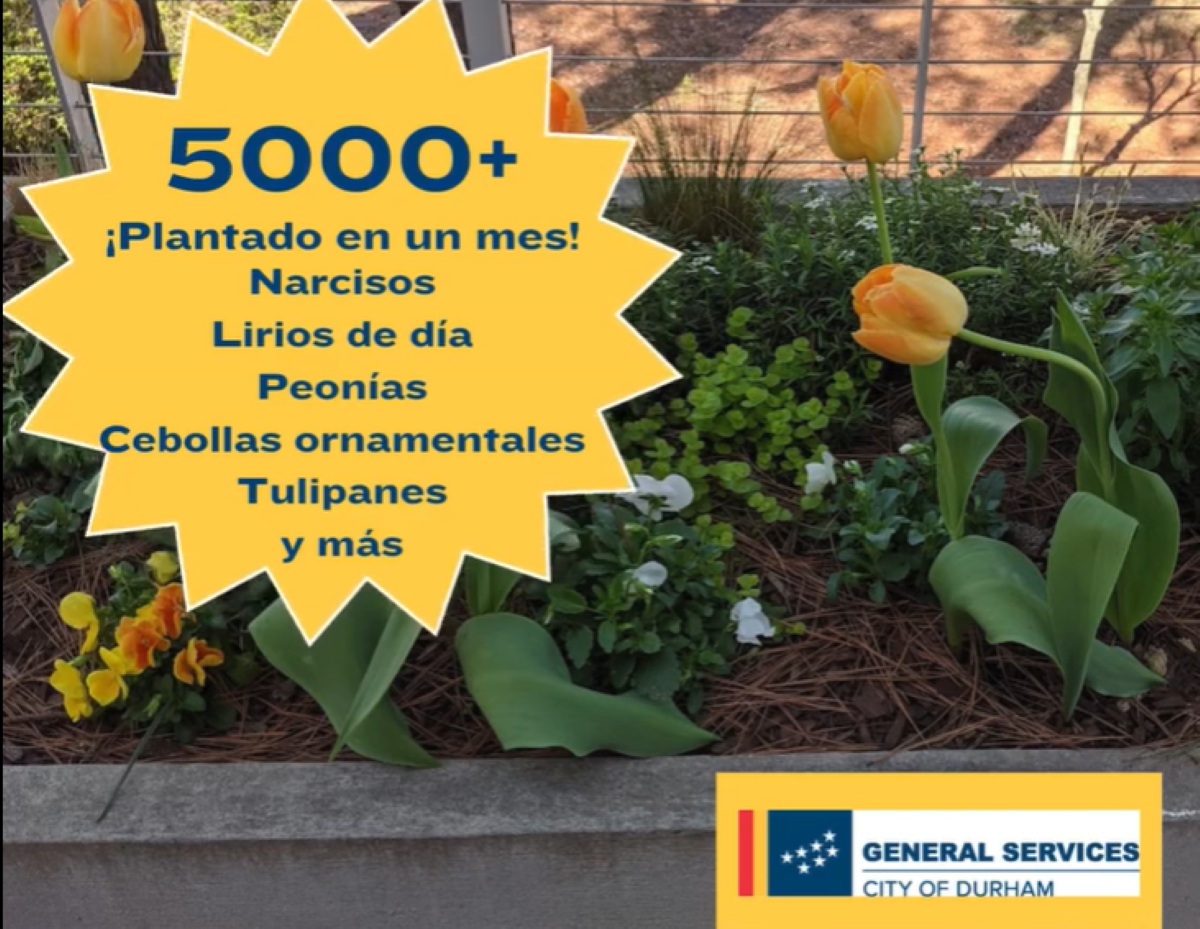 Plantan más de 5000 nuevas flores y plantas en la ciudad de Durham