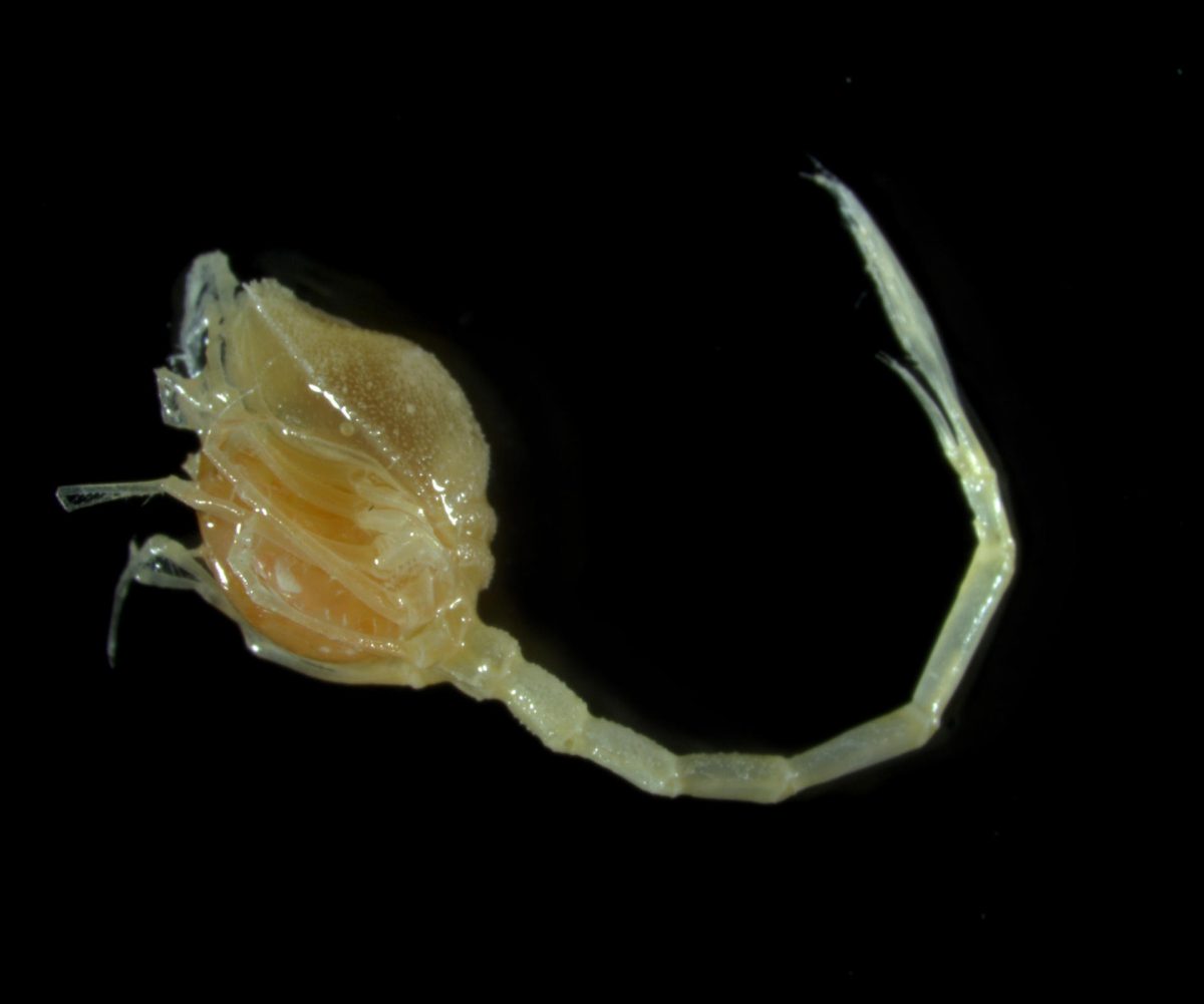 Descubren unas cien nuevas especies marinas en las profundidades ...