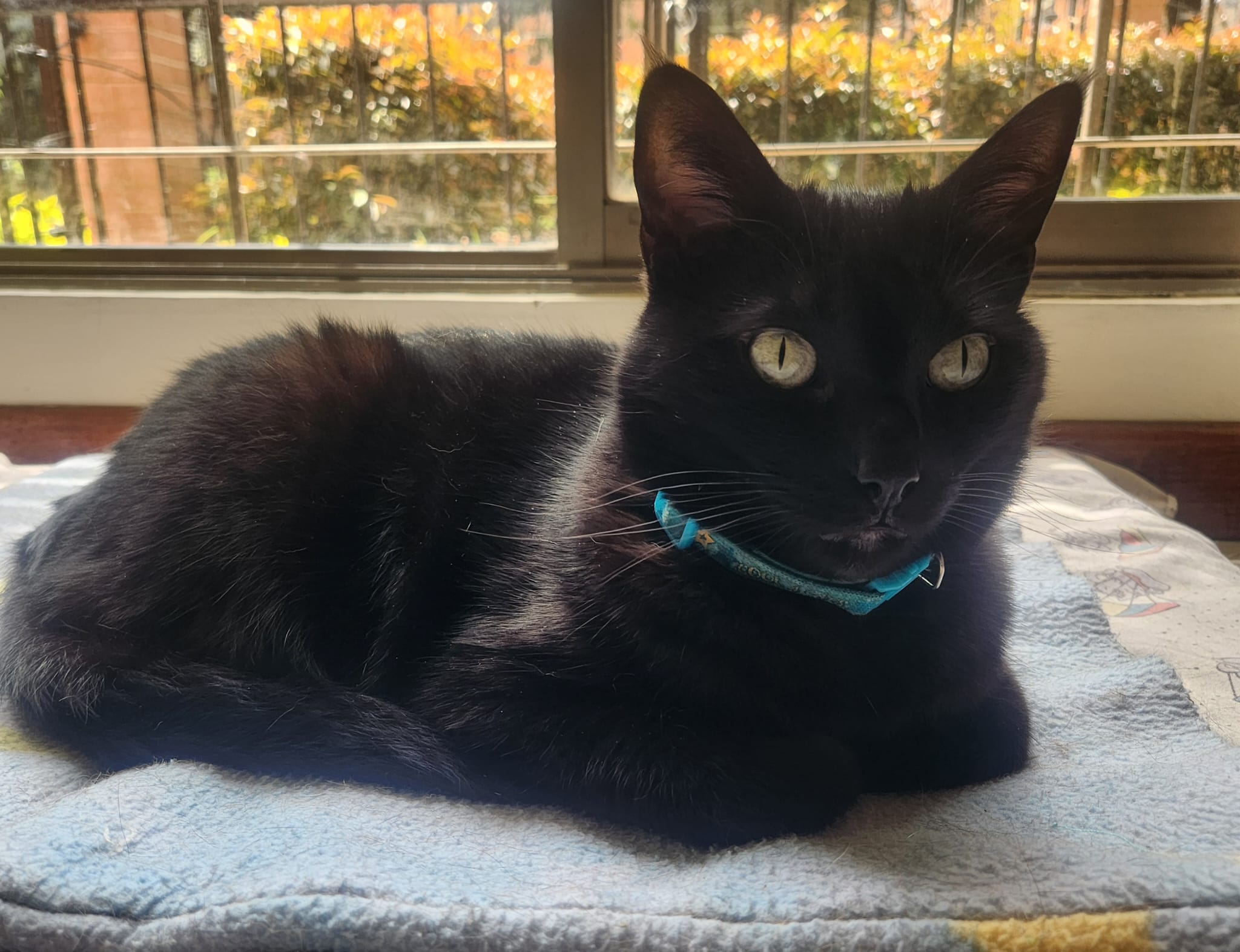 Mundo Magico De La Mascota (@mundomagicodelamascotaec) • Instagram photos  and videos, image size:2048x1573