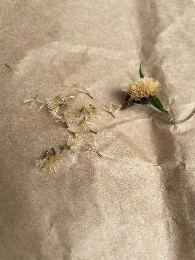 Plantas nativas: recolección de semillas para el manejo de recursos ...