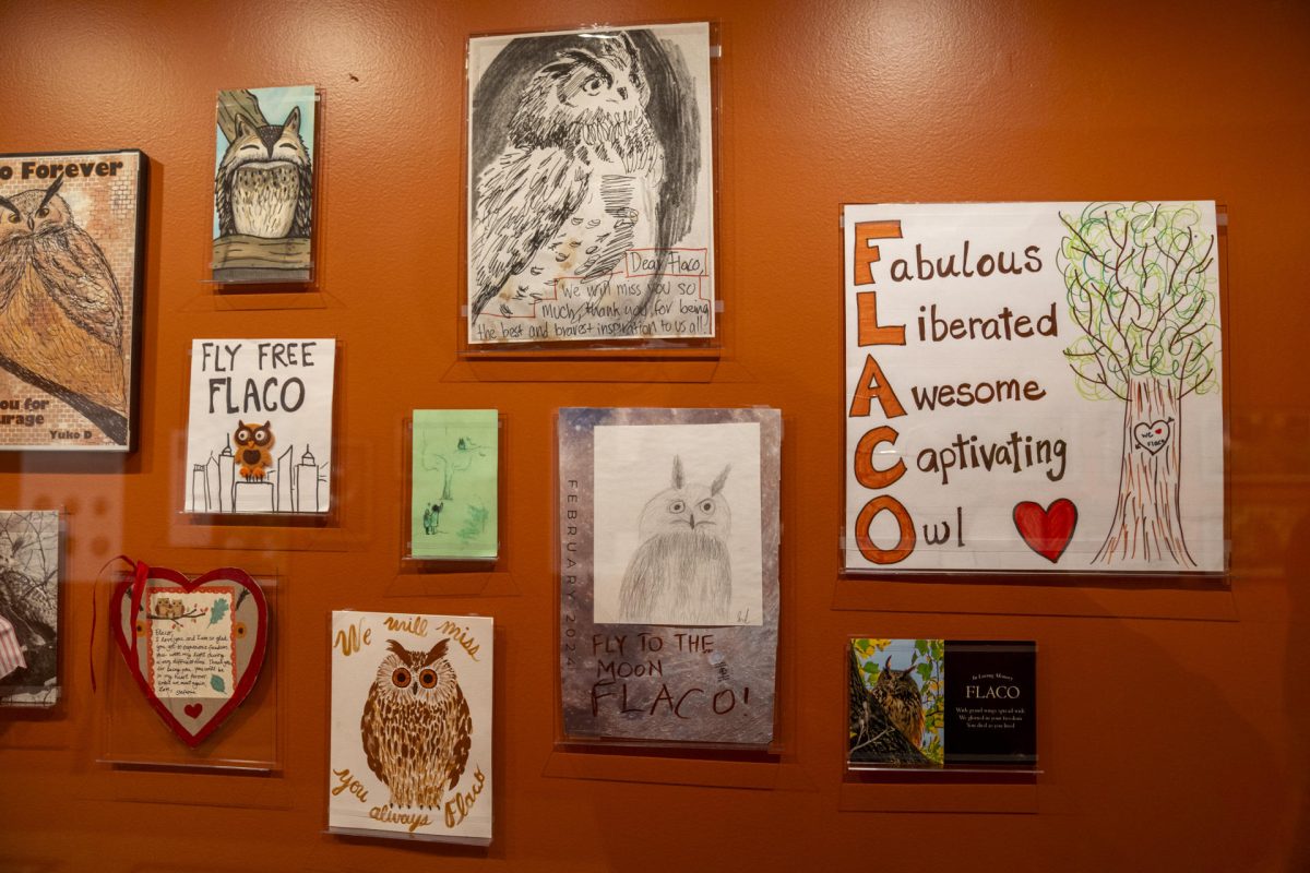 Museo de Nueva York conmemora la vida de un búho que escapó de zoo y se convirtió en icono | Qué Pasa