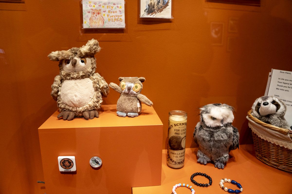 Museo de Nueva York conmemora la vida de un búho que escapó de zoo y se convirtió en icono | Qué Pasa