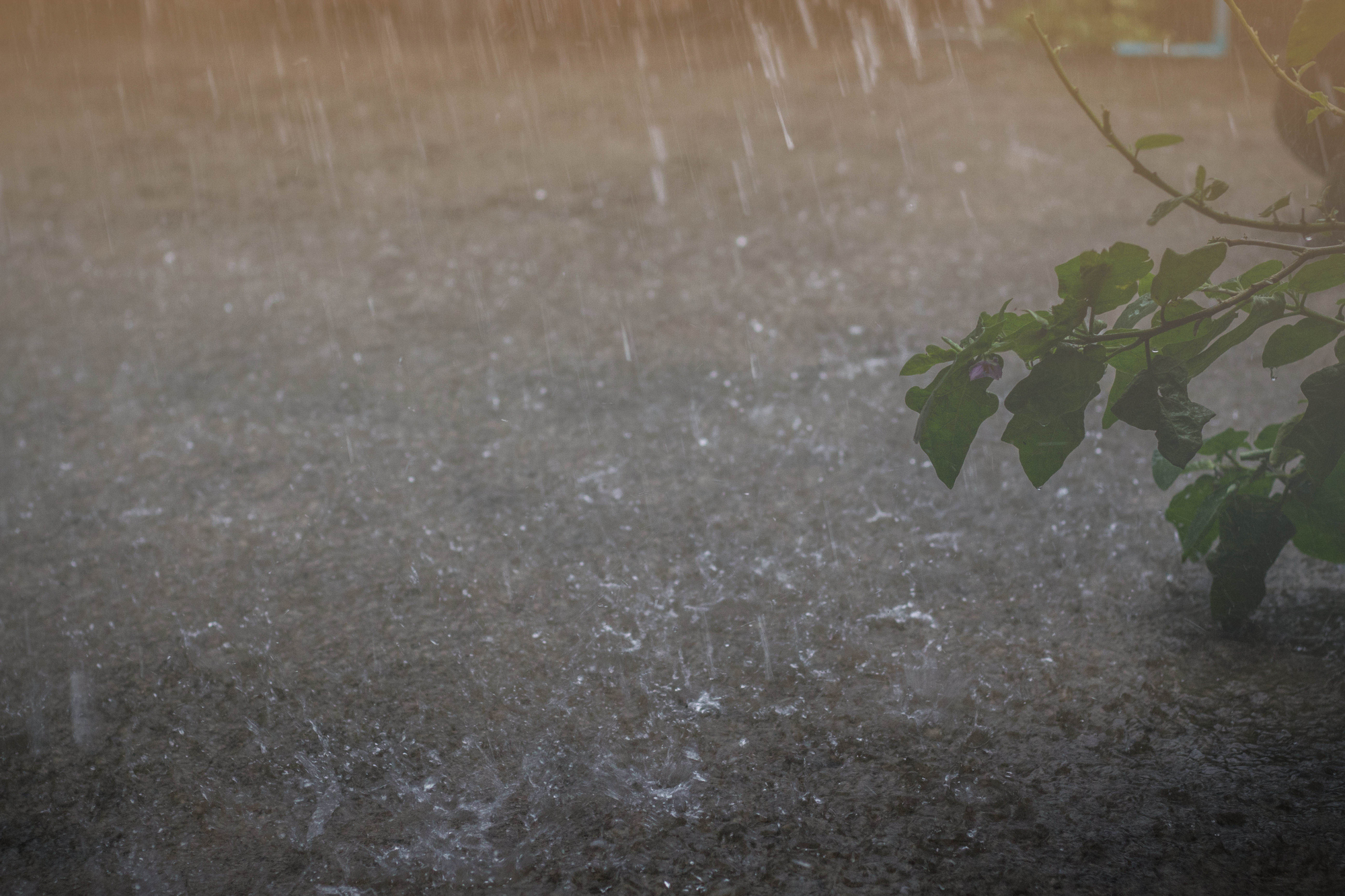 Avocados & Thunderstorms: NC Alert