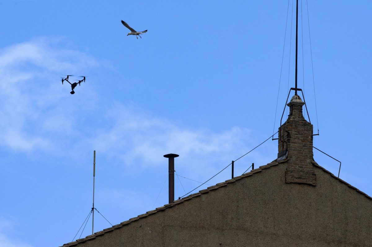 Las gaviotas, la otra imagen del cónclave que molesta en Roma | Qué Pasa