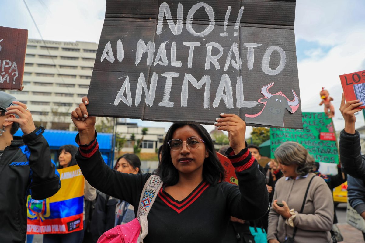 Animalistas celebran archivo de ley que permitía espectáculos con toros, gallos y caballos | Qué Pasa