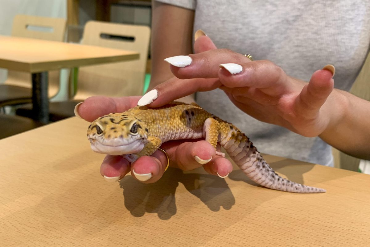 Las imágenes de personas con nutrias, capibaras o serpientes se han convertido en una tendencia viral en Japón que muchos quieren imitar, pero esta práctica, aparentemente inofensiva y que parece acercar a animales y humanos, puede suponer una amenaza para algunas especies. EFE/Sara Rodríguez Pachón
