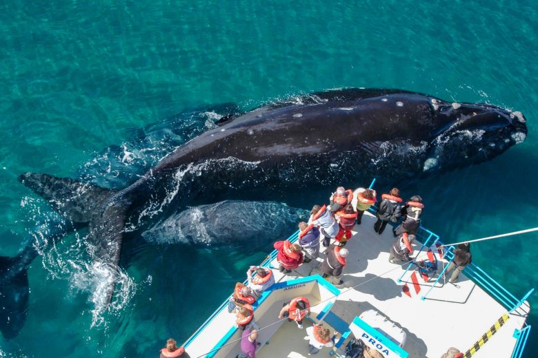 Fotografía cedida por Visit Argentina que muestra un grupo de personas durante un avistamiento de ballenas en Chubut (Argentina). EFE/ Visit Argentina
