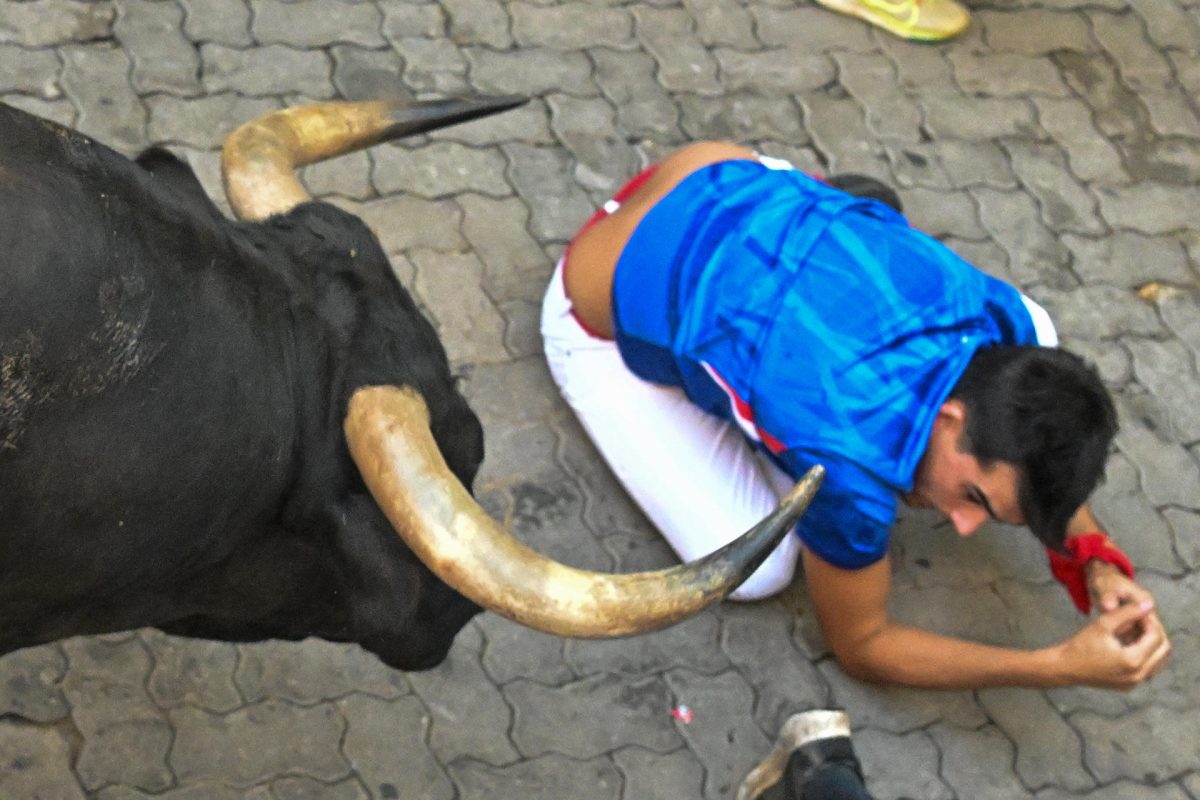 Un mozo cae ante uno de los toros durante el séptimo encierro de los Sanfermines este 13 de julio. EFE/Daniel Fernández