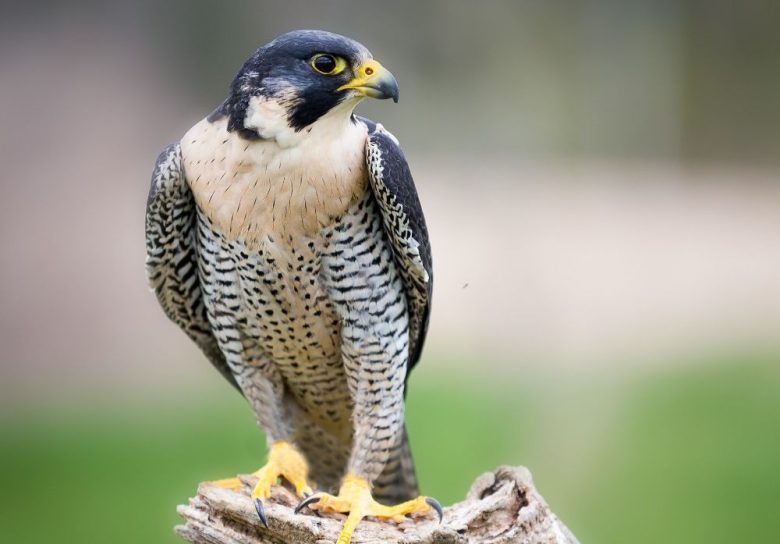 El halcón peregrino americano: de la extinción al cielo abierto | Qué Pasa
