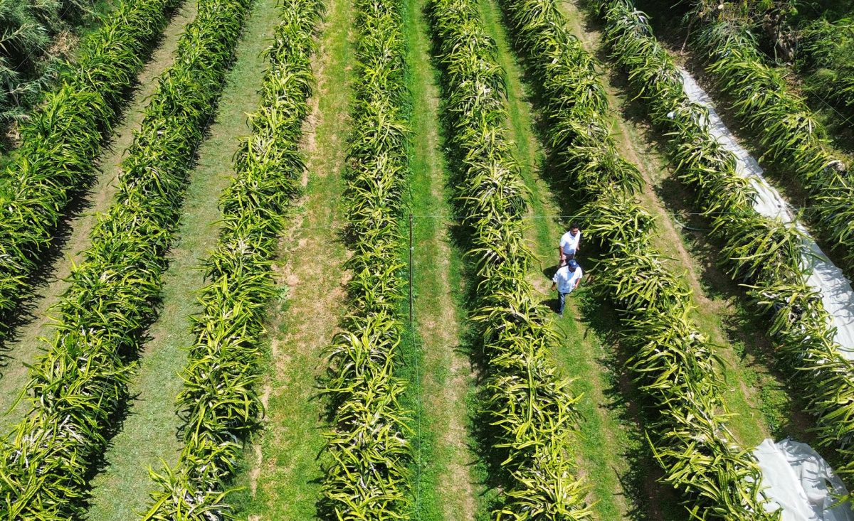 Fotografía aérea de personas caminando por un cultivo de pitahaya este viernes, en el municipio de San Francisco Telixtlahuaca (México). EFE/Jesús Méndez