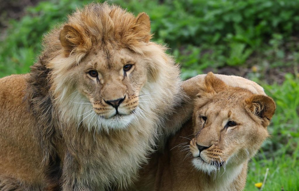 Pareja de leones en el zoológico de Yorkshire Wildlife Park in Doncaster, Reino Unido. EFE/Archivo/Adam Vaughan