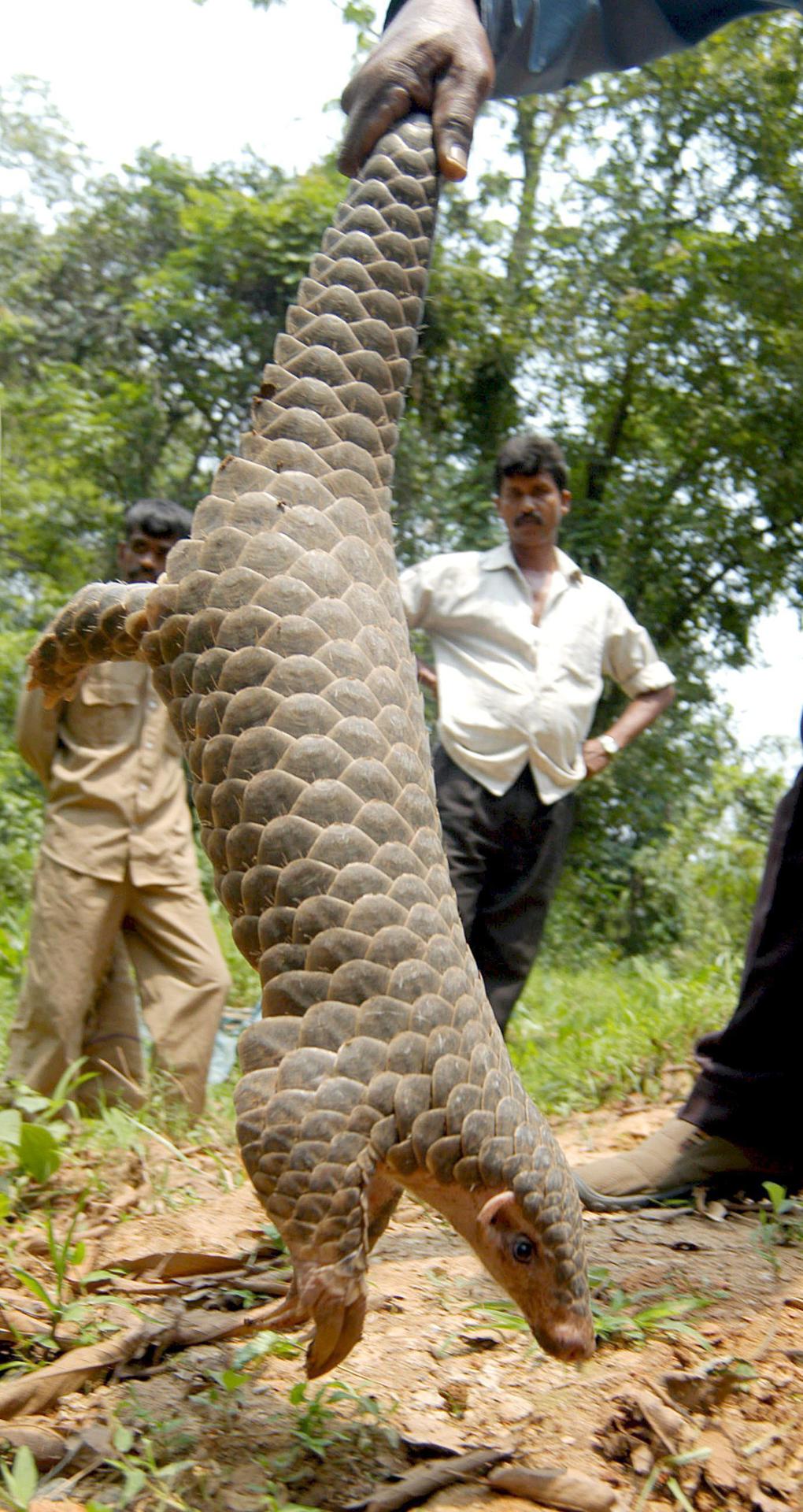 El pangolín, que ganó notoriedad durante la pandemia, está en alto riesgo de  extinción | Qué Pasa, image size:1020x1920