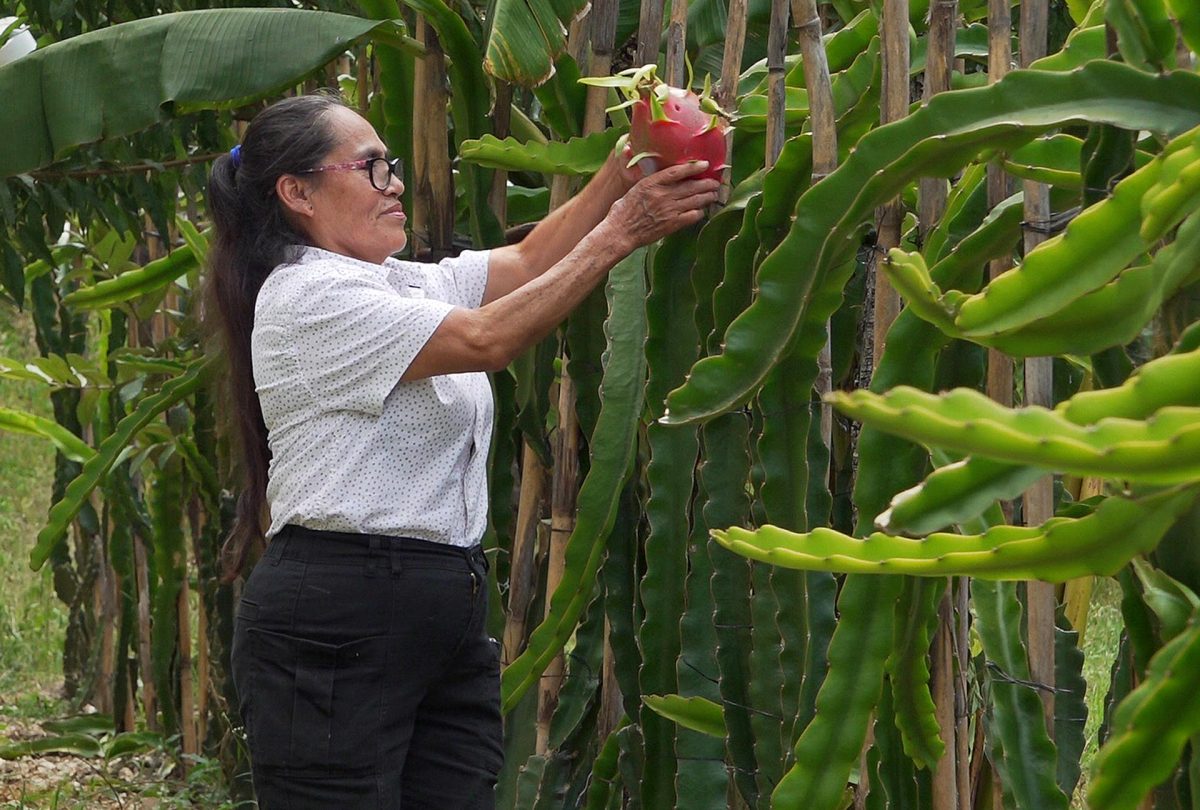 Una agricultora trabaja en un cultivo de pitahaya este viernes, en el municipio de San Francisco Telixtlahuaca (México). EFE/Jesús Méndez