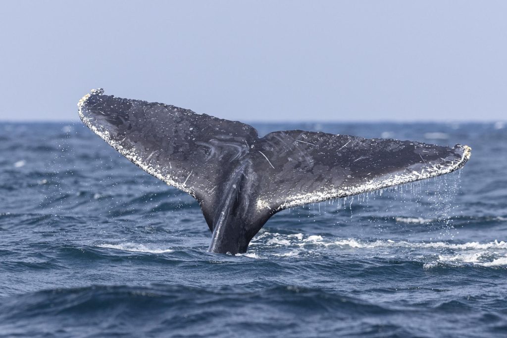 Fotografía de archivo de la aleta de una ballena jorobada. EFE/ André Coelho