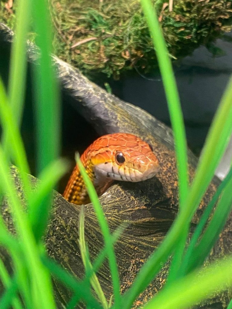 Popcorn, la serpiente más simpática del parque