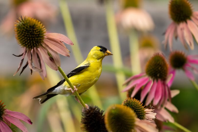 Plantas nativas: pequeñas aliadas del equilibrio natural – quepasamedia.com