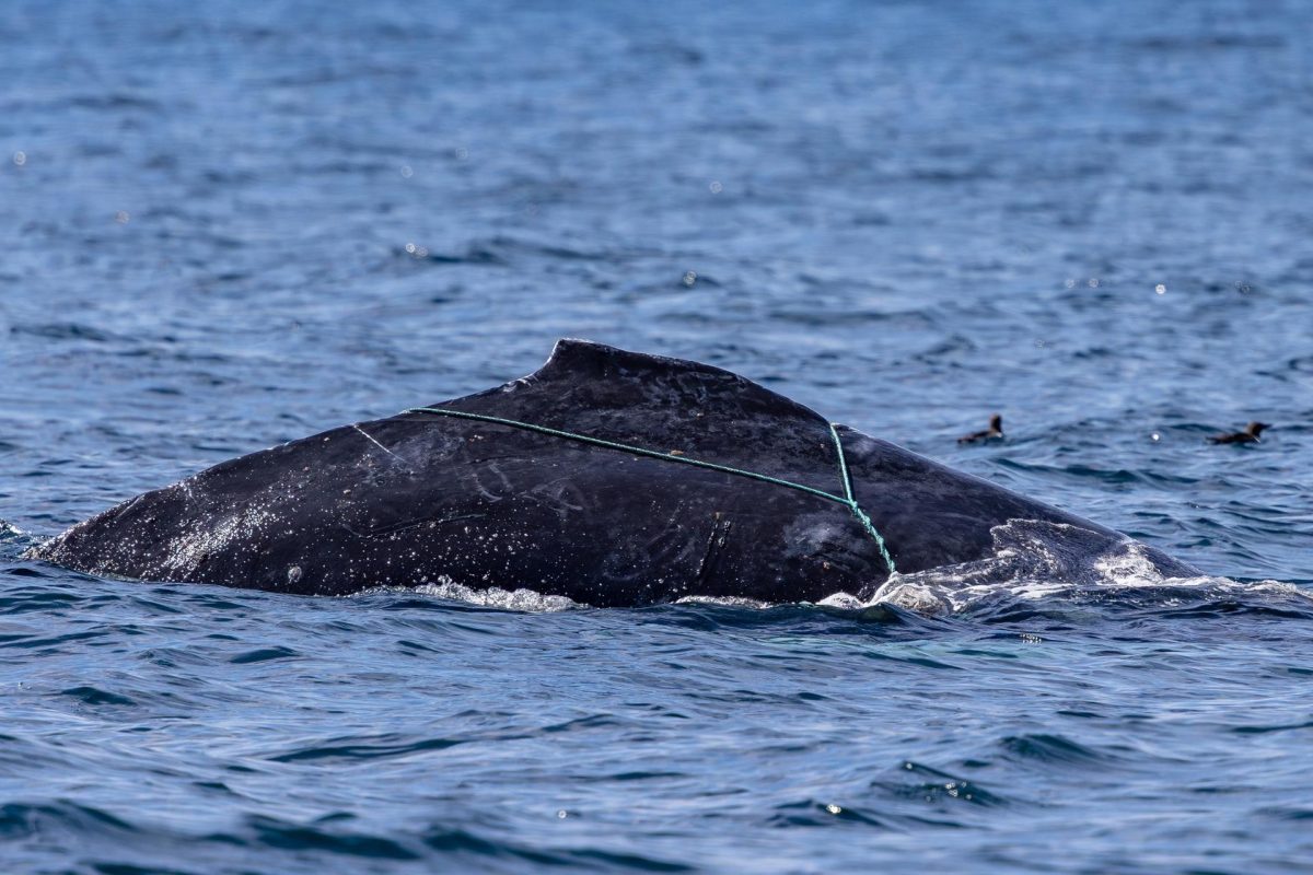 Fotografía cedida este viernes por la organización Monterey Bay Whale Watch, tomada por la naturalista Morgan Quimby, de la cría de una ballena jorobada (Megaptera novaeangliae) enredada con una red de pescar, mientras nada en las aguas de California (Estados Unidos). EFE/ Morgan Quimby/ Monterey Bay Whale Watch