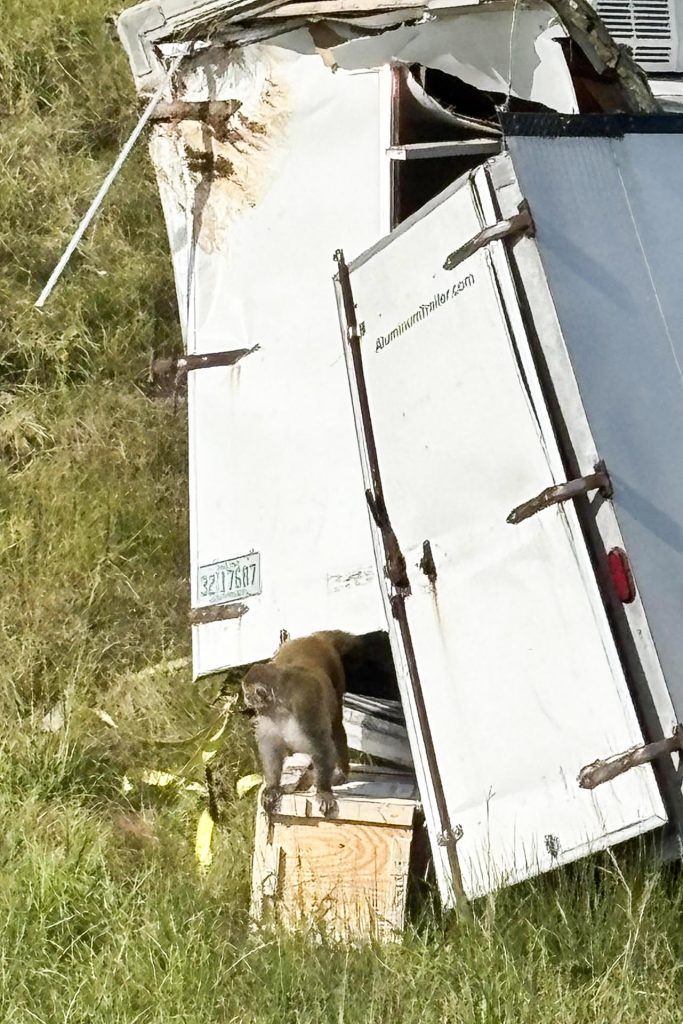 Fotografía cedida este martes, 28 de octubre, por el Departamento del Alguacil del Condado de Jasper, donde aparece un mono de laboratorio al escaparse de un camión que se accidentó, en una autopista de Misisipi (EE.UU.). EFE/Alguacil del Condado Jasper