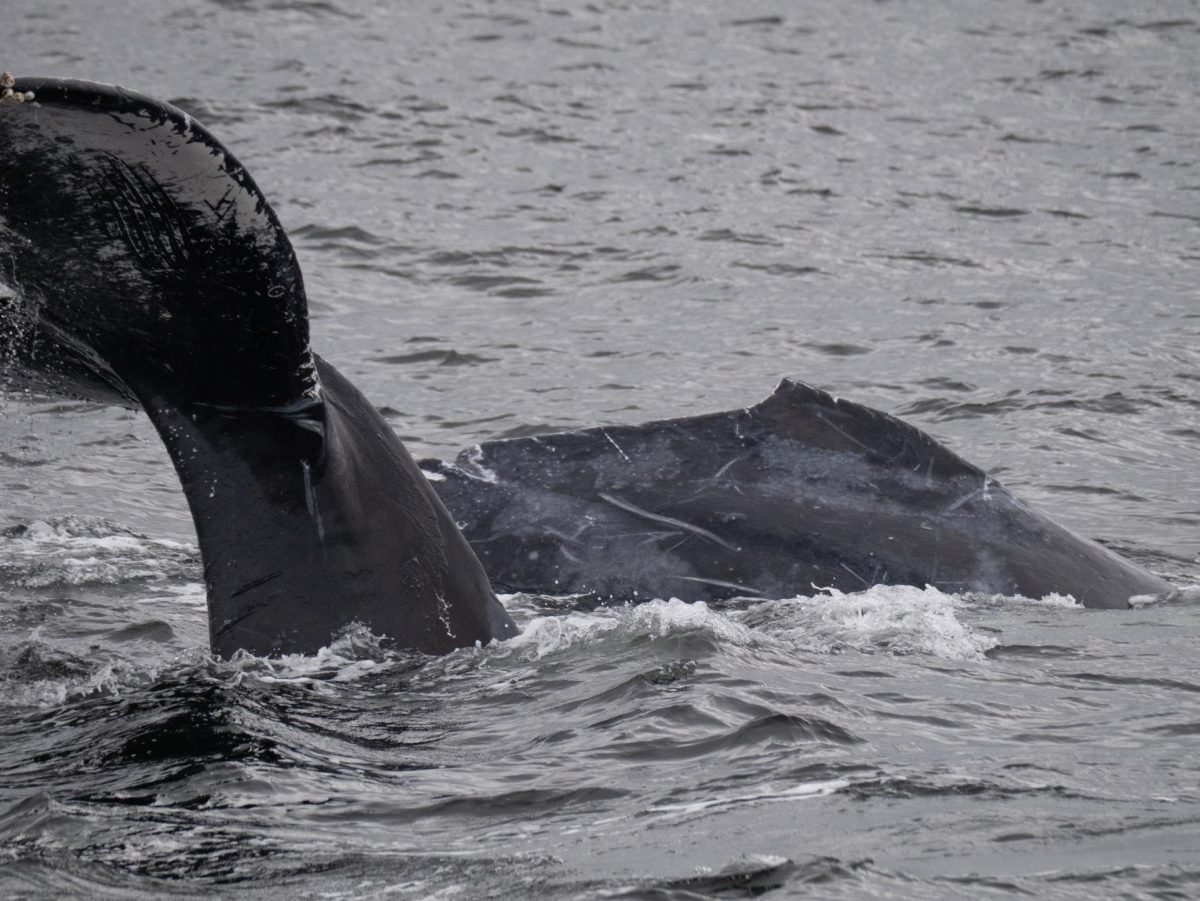 Fotografía cedida este viernes por la organización Monterey Bay Whale Watch, tomada por la naturalista Lauren a Chex Mix, de la cría de una ballena jorobada (Megaptera novaeangliae) enredada con una red de pescar, mientras nada en las aguas de California (Estados Unidos). EFE/ Morgan Quimby/ Monterey Bay Whale Watch