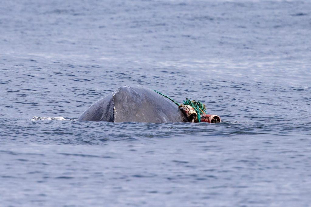 Fotografía cedida este viernes por la organización Monterey Bay Whale Watch, tomada por la naturalista Morgan Quimby, de la cría de una ballena jorobada (Megaptera novaeangliae) enredada con una red de pescar, mientras nada en las aguas de California (Estados Unidos). EFE/ Morgan Quimby/ Monterey Bay Whale Watch