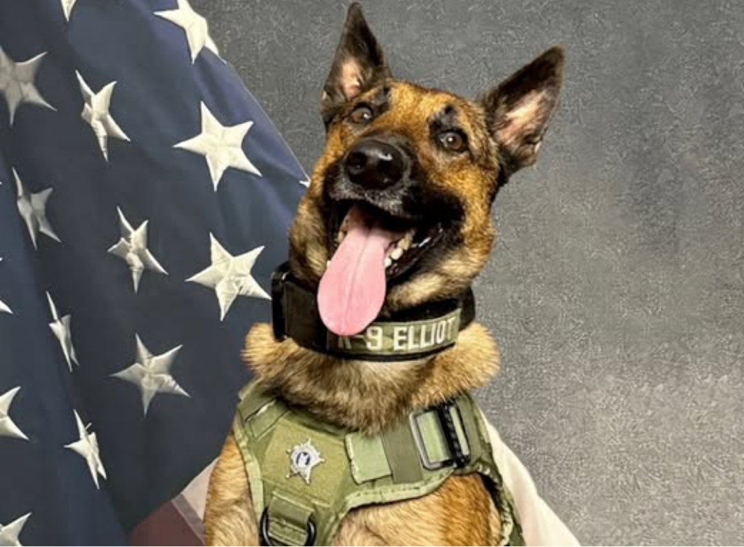 Niño perdido en bosque helado es hallado por perro policía en NC | Qué Pasa, image size:1080x794