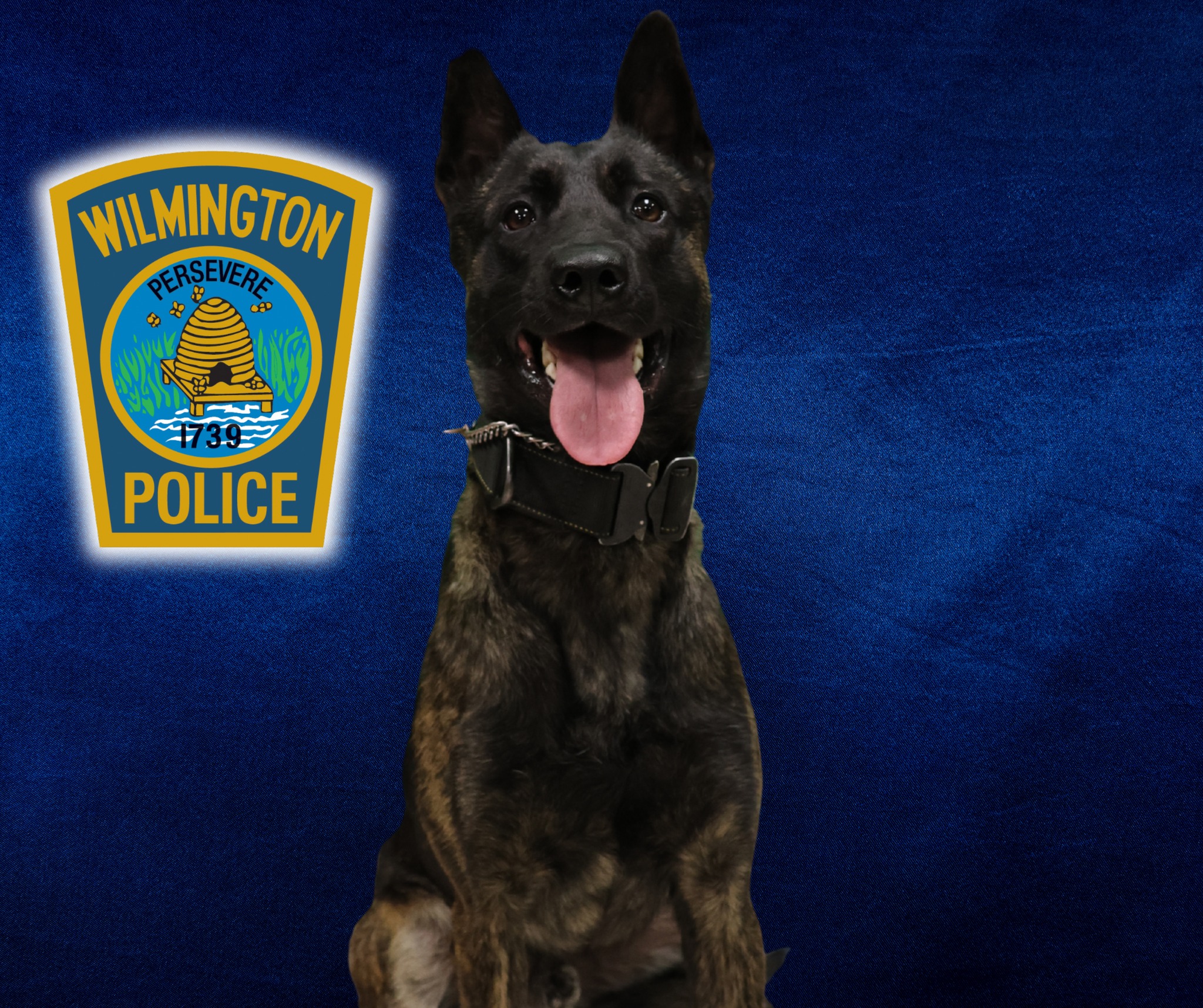 Agente K9 recibirá chaleco antibalas en Wilmington | Qué Pasa, image size:2048x1717