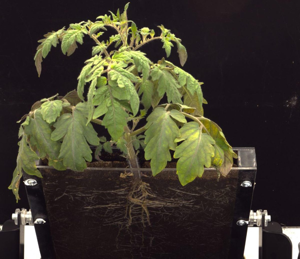 Imagen de un rizotron,  una estructura hecha con placas transparentes que exponen el sistema radicular y permite tomar imágenes de la raíz.
