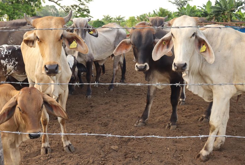 Ganado vacuno frontera México