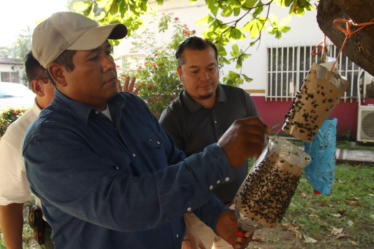 Un hombre manipula una trampa para controlar la mosca del gusano barrenador este martes, en Tapachula (México). EFE/Juan Manuel Blanco

