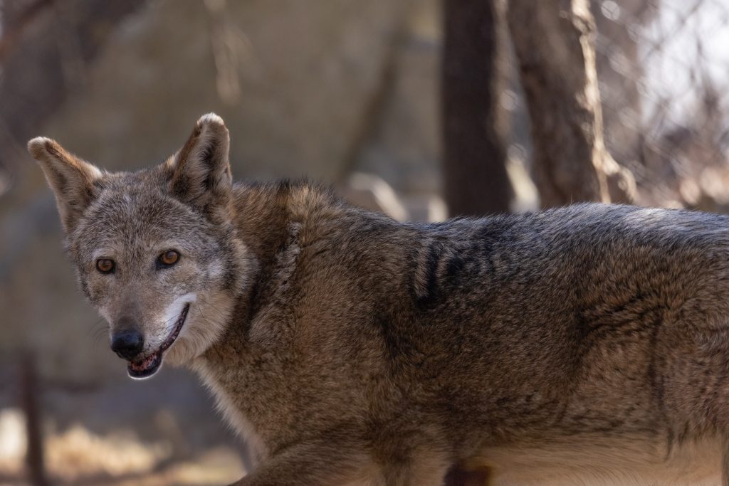 Loba roja estadounidense habitante del NC Zoo.