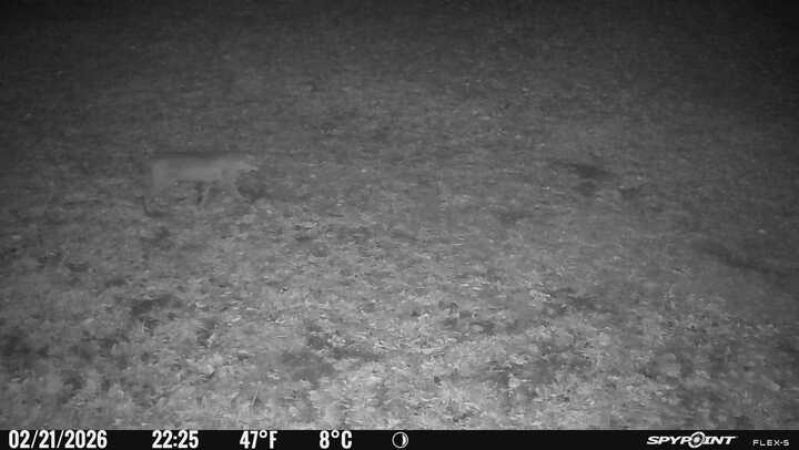 Los fantasmas del bosque: los sigilosos linces de Carolina del Norte – quepasamedia.com