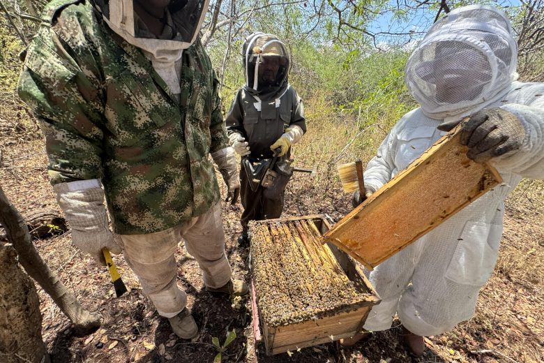 Fotografía cedida por la investigadora panameña Ruth del Cid donde se muestra a una mujeres sacando un panal de miel en París (Panamá). EFE/ Ruth Del Cid