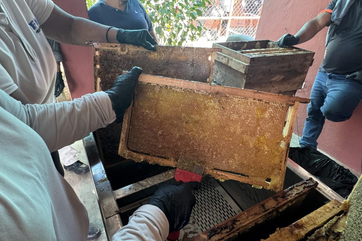 Fotografía cedida por la investigadora panameña Ruth del Cid donde se muestra a una mujer extrayendo miel de un panal en París (Panamá). EFE/ Ruth Del Cid