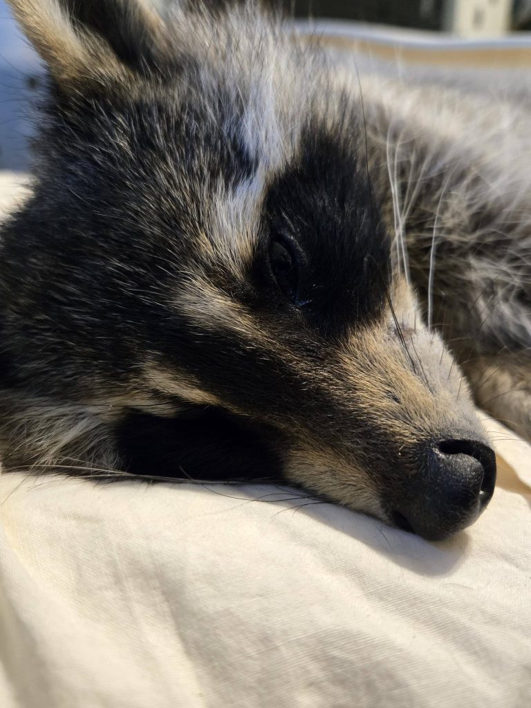 El rescate de una mapache que conmovió a Carolina del Norte | Qué Pasa