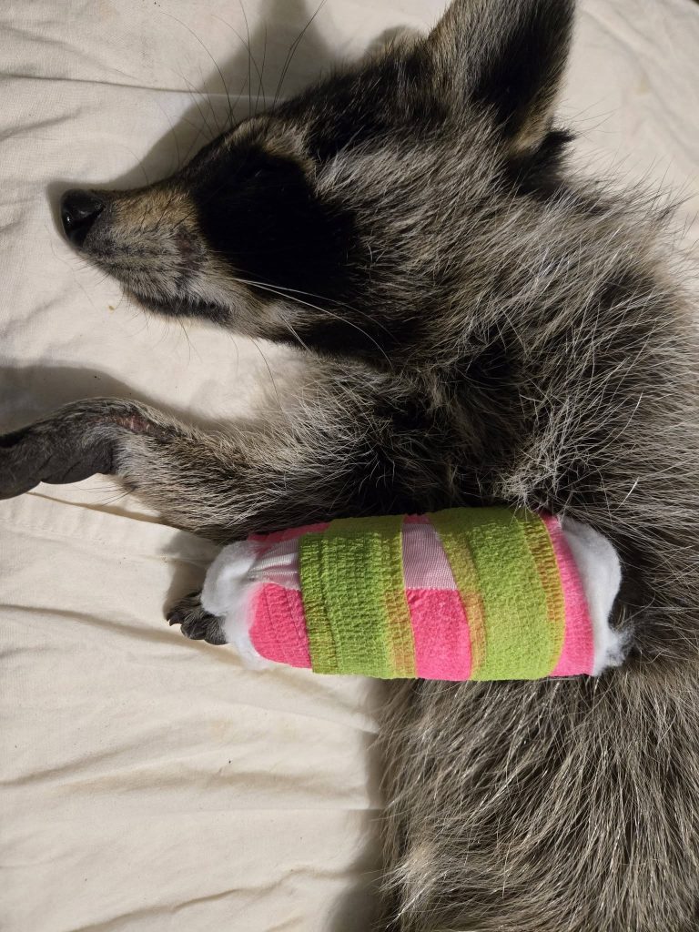 El rescate de una mapache que conmovió a Carolina del Norte | Qué Pasa