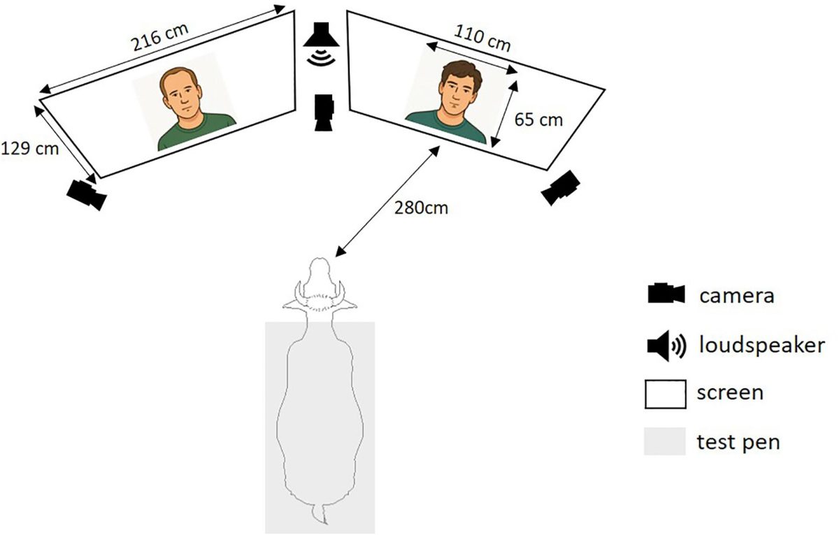 Montaje experimental para pruebas de preferencia visual e intermodales. La vaca se situó en el centro, entre dos pantallas, que cada una mostraba un vídeo del rostro de una persona: uno conocido y otro desconocido para el animal. Unas cámaras grabaron las respuestas conductuales durante la prueba. Crédito: Michaud et al., 2026, PLOS One