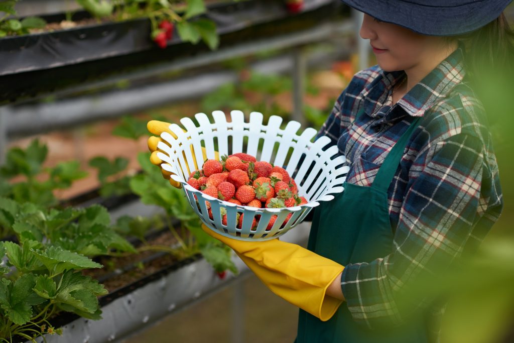Mucho antes de que existieran las aplicaciones del clima, agricultores ya miraban a la luna para decidir cuándo sembrar, podar o cosechar.